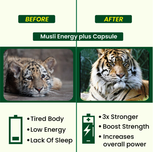 Hashmi Musli Energy Plus Capsule (20 Caps) - Image 4